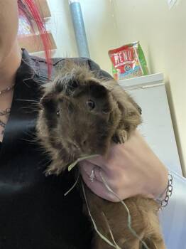 Rescue Guinea Pig Guinea Pigs for Adoption in Aliquippa, Pennsylvania - CARAMEL MACCHIATO | PetCurious